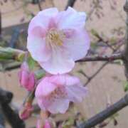 ヒメ日記 2025/02/28 08:15 投稿 サキ シャロン横浜