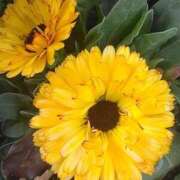 ヒメ日記 2025/03/05 08:15 投稿 サキ シャロン横浜