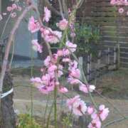 ヒメ日記 2025/03/07 08:15 投稿 サキ シャロン横浜