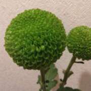 ヒメ日記 2025/03/12 08:15 投稿 サキ シャロン横浜