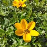 ヒメ日記 2025/03/15 08:15 投稿 サキ シャロン横浜