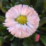 ヒメ日記 2025/03/19 08:15 投稿 サキ シャロン横浜