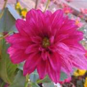 ヒメ日記 2025/03/21 08:15 投稿 サキ シャロン横浜