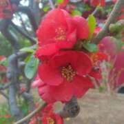 ヒメ日記 2025/04/06 08:15 投稿 サキ シャロン横浜