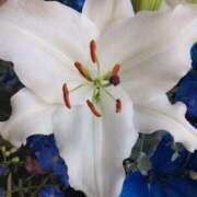 ヒメ日記 2025/04/13 08:15 投稿 サキ シャロン横浜