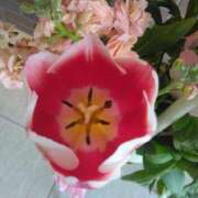 ヒメ日記 2025/04/16 08:15 投稿 サキ シャロン横浜