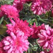 ヒメ日記 2025/04/30 08:15 投稿 サキ シャロン横浜