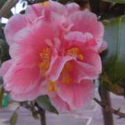 ヒメ日記 2025/05/02 08:15 投稿 サキ シャロン横浜