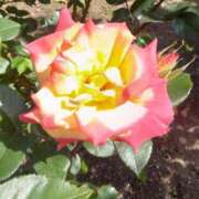 ヒメ日記 2025/05/28 08:15 投稿 サキ シャロン横浜