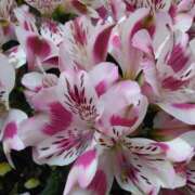 ヒメ日記 2025/05/30 08:15 投稿 サキ シャロン横浜