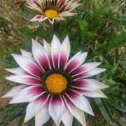 ヒメ日記 2025/06/04 08:15 投稿 サキ シャロン横浜