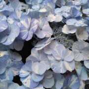 ヒメ日記 2025/06/06 08:15 投稿 サキ シャロン横浜