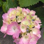 ヒメ日記 2025/06/13 08:15 投稿 サキ シャロン横浜