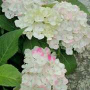 ヒメ日記 2025/06/18 08:15 投稿 サキ シャロン横浜