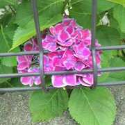 ヒメ日記 2025/06/20 08:15 投稿 サキ シャロン横浜