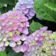 ヒメ日記 2025/06/22 08:15 投稿 サキ シャロン横浜