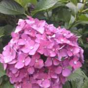 ヒメ日記 2025/06/25 08:15 投稿 サキ シャロン横浜