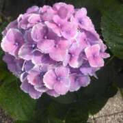 ヒメ日記 2025/06/27 08:55 投稿 サキ シャロン横浜