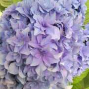 ヒメ日記 2025/07/02 08:15 投稿 サキ シャロン横浜