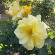 ヒメ日記 2025/07/04 08:15 投稿 サキ シャロン横浜