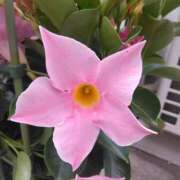 ヒメ日記 2025/07/06 08:15 投稿 サキ シャロン横浜