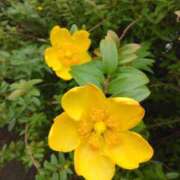 ヒメ日記 2025/07/09 08:15 投稿 サキ シャロン横浜