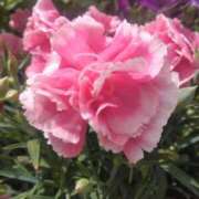 ヒメ日記 2025/07/11 08:15 投稿 サキ シャロン横浜