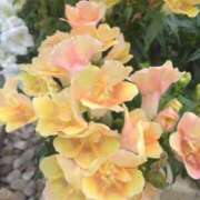 ヒメ日記 2025/07/13 08:15 投稿 サキ シャロン横浜