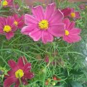 ヒメ日記 2025/07/23 08:15 投稿 サキ シャロン横浜