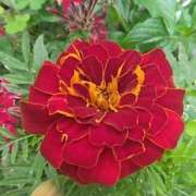 ヒメ日記 2025/07/27 08:15 投稿 サキ シャロン横浜