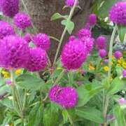 ヒメ日記 2025/07/30 08:15 投稿 サキ シャロン横浜