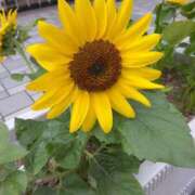 ヒメ日記 2025/08/01 08:15 投稿 サキ シャロン横浜