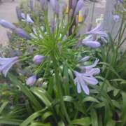 ヒメ日記 2025/08/03 08:15 投稿 サキ シャロン横浜