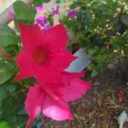 ヒメ日記 2025/08/06 08:15 投稿 サキ シャロン横浜