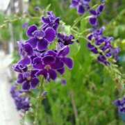 ヒメ日記 2025/08/10 08:15 投稿 サキ シャロン横浜