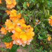 ヒメ日記 2025/08/13 08:15 投稿 サキ シャロン横浜