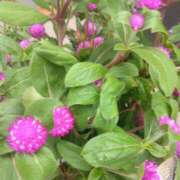 ヒメ日記 2025/08/15 09:00 投稿 サキ シャロン横浜