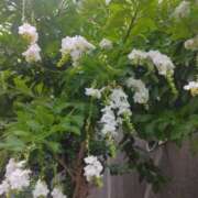 ヒメ日記 2025/08/17 08:15 投稿 サキ シャロン横浜