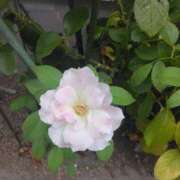 ヒメ日記 2025/08/20 08:15 投稿 サキ シャロン横浜