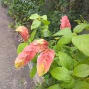 ヒメ日記 2025/08/27 09:00 投稿 サキ シャロン横浜