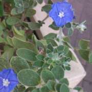 ヒメ日記 2025/09/03 08:15 投稿 サキ シャロン横浜