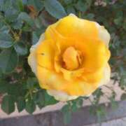 ヒメ日記 2025/09/05 08:15 投稿 サキ シャロン横浜