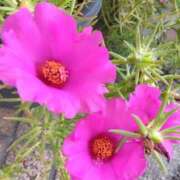 ヒメ日記 2025/09/07 08:15 投稿 サキ シャロン横浜