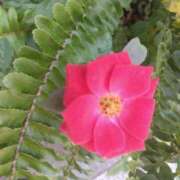 ヒメ日記 2025/09/10 08:15 投稿 サキ シャロン横浜