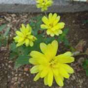 ヒメ日記 2025/09/12 08:15 投稿 サキ シャロン横浜