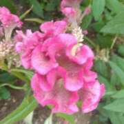 ヒメ日記 2025/09/17 08:15 投稿 サキ シャロン横浜