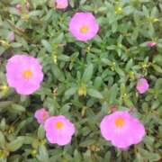 ヒメ日記 2025/09/21 08:15 投稿 サキ シャロン横浜