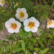 ヒメ日記 2025/09/26 08:15 投稿 サキ シャロン横浜