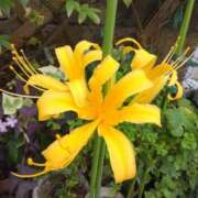 ヒメ日記 2025/09/28 08:15 投稿 サキ シャロン横浜