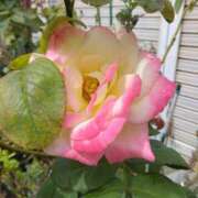 ヒメ日記 2025/10/01 08:15 投稿 サキ シャロン横浜